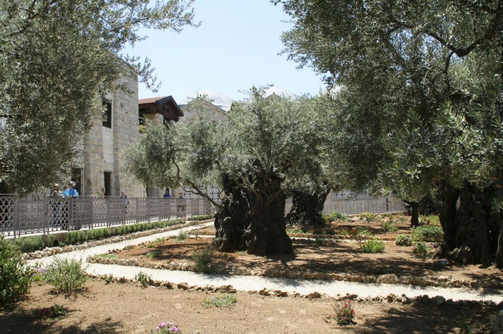 The gardens at the Church of all Nations has olive trees dating back hundreds of years.